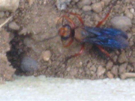 ar aro fish|Ansisilud, Kiaw, Kebkeb, Tariktik and Other Now.